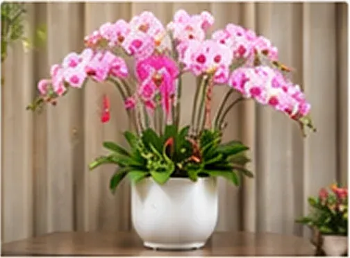 Lan Hồ Điệp Phú Quý